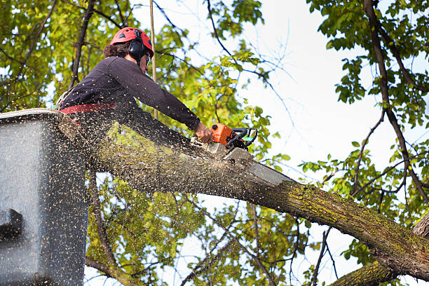 Lawn Watering Services in Kingston, IL